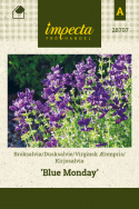 Kirjosalvia 'Blue Monday'