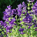 Kirjosalvia 'Blue Monday'