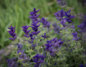 Kirjosalvia 'Blue Monday'