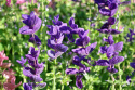 Kirjosalvia 'Blue Monday'