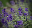 Kirjosalvia 'Blue Monday'