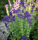 Kirjosalvia 'Blue Monday'