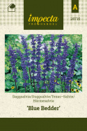 Härmesalvia 'Blue Bedder'