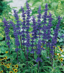 Härmesalvia 'Blue Bedder'