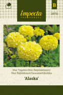 Isosamettikukka 'Alaska'