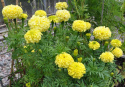 Isosamettikukka 'Alaska'