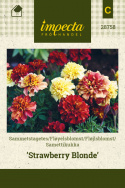 Samettikukka 'Strawberry Blonde'