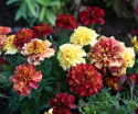 Samettikukka 'Strawberry Blonde'
