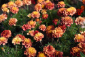 Samettikukka 'Strawberry Blonde'