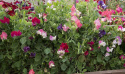Tuoksuherne 'Villa Roma Mix'