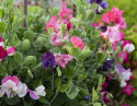 Tuoksuherne 'Villa Roma Mix'