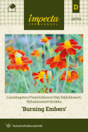 Ryhmäsamettikukka 'Burning Embers'