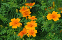 Kääpiösamettikukka 'Orange Gem'
