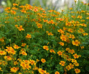 Kääpiösamettikukka 'Orange Gem'