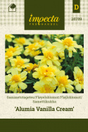 Samettikukka 'Alumia Vanilla Cream'