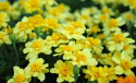 Samettikukka 'Alumia Vanilla Cream'
