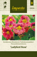 Pensasköynnöskrassi 'Ladybird Rose'