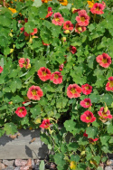 Pensasköynnöskrassi 'Ladybird Rose'