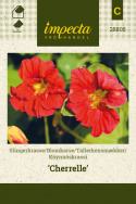 Köynnöskrassi 'Cherrelle'
