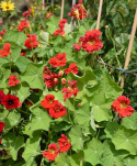 Köynnöskrassi 'Cherrelle'
