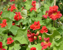 Köynnöskrassi 'Cherrelle'