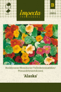 Pensasköynnöskrassi 'Alaska'