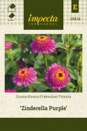 Isotsinnia 'Zinderella Purple'