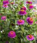 Isotsinnia 'Zinderella Purple'