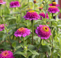 Isotsinnia 'Zinderella Purple'