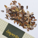 Tsinnia