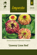 Isotsinnia 'Queeny Lime Red'