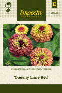 Isotsinnia 'Queeny Lime Red'