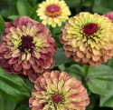 Isotsinnia 'Queeny Lime Red'