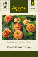 Isotsinnia 'Queeny Lime Orange'