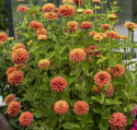 Isotsinnia 'Queeny Lime Orange'