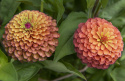 Isotsinnia 'Queeny Lime Orange'