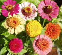 Isotsinnia 'Old Scabiosa'