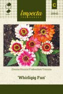 Isotsinnia 'Whirligig Fun'