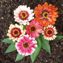 Isotsinnia 'Whirligig Fun'