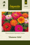 Isotsinnia 'Glamour Girls'