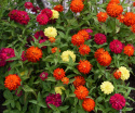 Loistotsinnia 'Zahara Double Mix Brilliant'