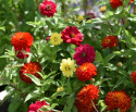 Loistotsinnia 'Zahara Double Mix Brilliant'