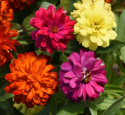 Loistotsinnia 'Zahara Double Mix Brilliant'