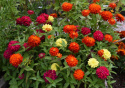 Loistotsinnia 'Zahara Double Mix Brilliant'