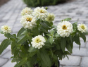 Loistotsinnia 'Zahara Double White'