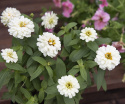 Loistotsinnia 'Zahara Double White'