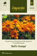 Tarhakehäkukka 'Ball's Orange'