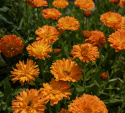 Tarhakehäkukka 'Ball's Orange'