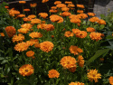Tarhakehäkukka 'Ball's Orange'