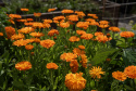 Tarhakehäkukka 'Ball's Orange'